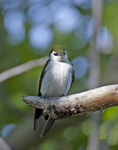Violet Green Swallow 3208crp